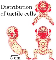 Tactile cell distribution of the fetal model
